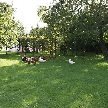 Гостевой дом Agrogosia *